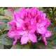Rhododendron x 'Anna Krusche':conteneur 7.5L