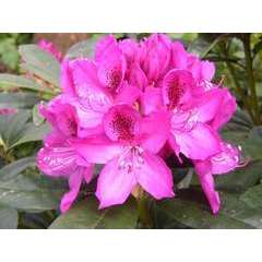 Rhododendron x 'Anna Krusche':conteneur 7.5L