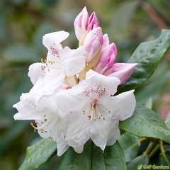 Rhododendron x 'Beauty of Littleworth':conteneur 7.5L