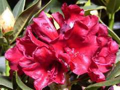 Rhododendron X Black Magic : C.7,5L
