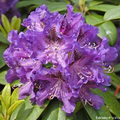 Rhododendron x 'Blue Boy':conteneur 7.5L