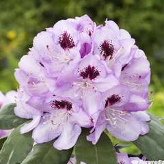 Rhododendron X Blue Jay : C.7,5L