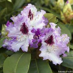 Rhododendron X Bleu Peter : C.7,5L