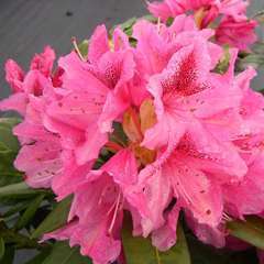 Rhododendron x 'Cosmopolitan':conteneur 7.5L