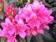 Rhododendron D.H. Dresselhuyt : C.7,5L