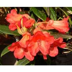 Rhododendron x 'Fabia':conteneur 7.5L
