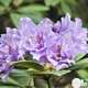 Rhododendron x 'Fastuosum Flore Pleno': 7.5 L (bleu lilas)