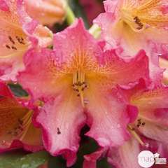 Rhododendron x 'Golden Gate' : 7.5 litres  (rose à gorge orange)