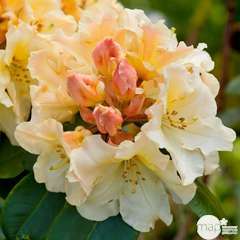 Rhododendron x 'Horizon Monarch' : 7,5 L (jaune pâle)