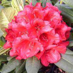 Rhododendron x 'Leo':conteneur 7,5L
