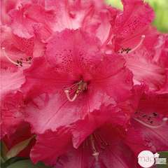 Rhododendron x 'Markeeta's Prize' : 7,5 litres (rouge vif)