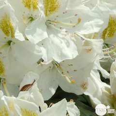 Rhododendron x 'Mme Masson' :7.5 litres (blanc à macule jaune)