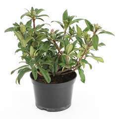Rhododendron hybride 'Moser's Maroon' : 7.5 litres (rouge grenat)