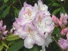 Rhododendron X Mrs C. Pearson : C..7,5L