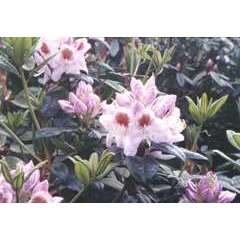 Rhododendron x 'Mrs T.H. Lowinsky':7,5 litres (blanc)