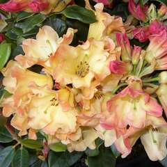 Rhododendron x 'Nancy Evans':conteneur 7.5L