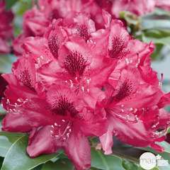 Rhododendron x 'Nova Zembla' :7.5 litres (rouge)