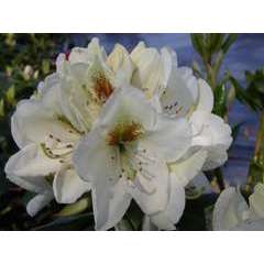 Rhododendron x 'Phyllis Korn' : 7,5 L (blanc à macule jaune)