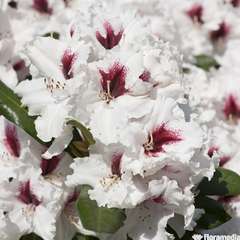 Rhododendron X Picobello : C.7,5L