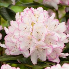 Rhododendron x 'Matador Exbury':conteneur 7.5L