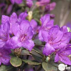 Rhododendron x 'Tamarindos' : 7,5 litres (violet à coeur blanc)