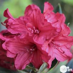 Rhododendron x 'Vulcan': 7.5L (rouge feu lumineux)