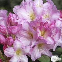Rhododendron x 'Paola':7,5 litres