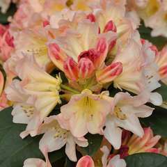 Rhododendron x youna': C7.5L