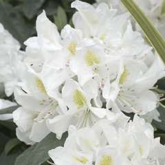 Rhododendron x 'Cunningham's White' : 80 litres (lilas)