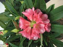 Rhododendron Yak Ar Brug : C.4L
