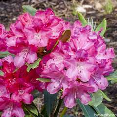 Rhododendron Yak Atchoum : C.4L