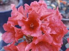 Rhododendron Yak Beauté : C.4L