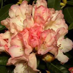 Rhododendron Y.F. De Blé Noir : C.4L