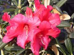Rhododendron Yak Fred Peste : C.4L