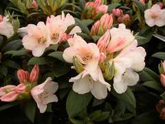 Rhododendron Yak Grumpay : C.4L