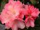 Rhododendron Yak Lorelei : C. 4L