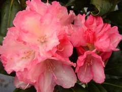 Rhododendron Yak Lorelei : C. 4L