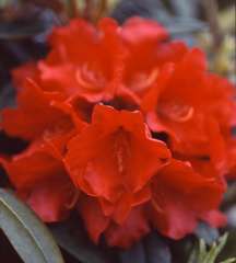 Rhododendron Marlène Peste : C.4L