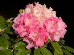 Rhododendron Yak Prof. : C.4L