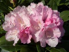 Rhododendron Yak Silbervolke : C.4L