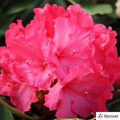 Rhododendron Yak Vollblut : C.4L