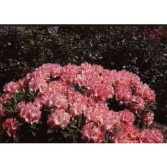 Rhododendron yakushimanum 'Tina Heinje': 4 litres