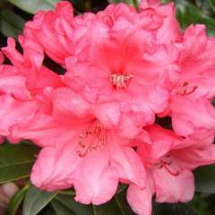 Rhododendron Yak Maelys : C.4L