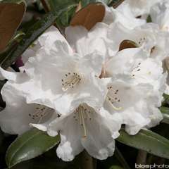 Rhododendron Yak Hydon Velvet : C.4L