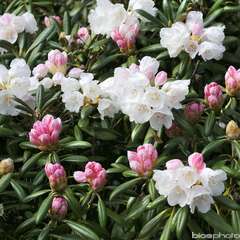 Rhododendron Yak Koichiro Wada : C.4L