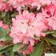 Rhododendron Yak Atchoum : C.7,5L