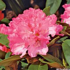 Rhododendron Yak Belona : C.7,5L