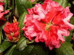 Rhododendron Yak Clivia : C.7,5L