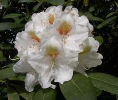 Rhododendron yakushimanum 'Schneekrone' : pot 7,5L