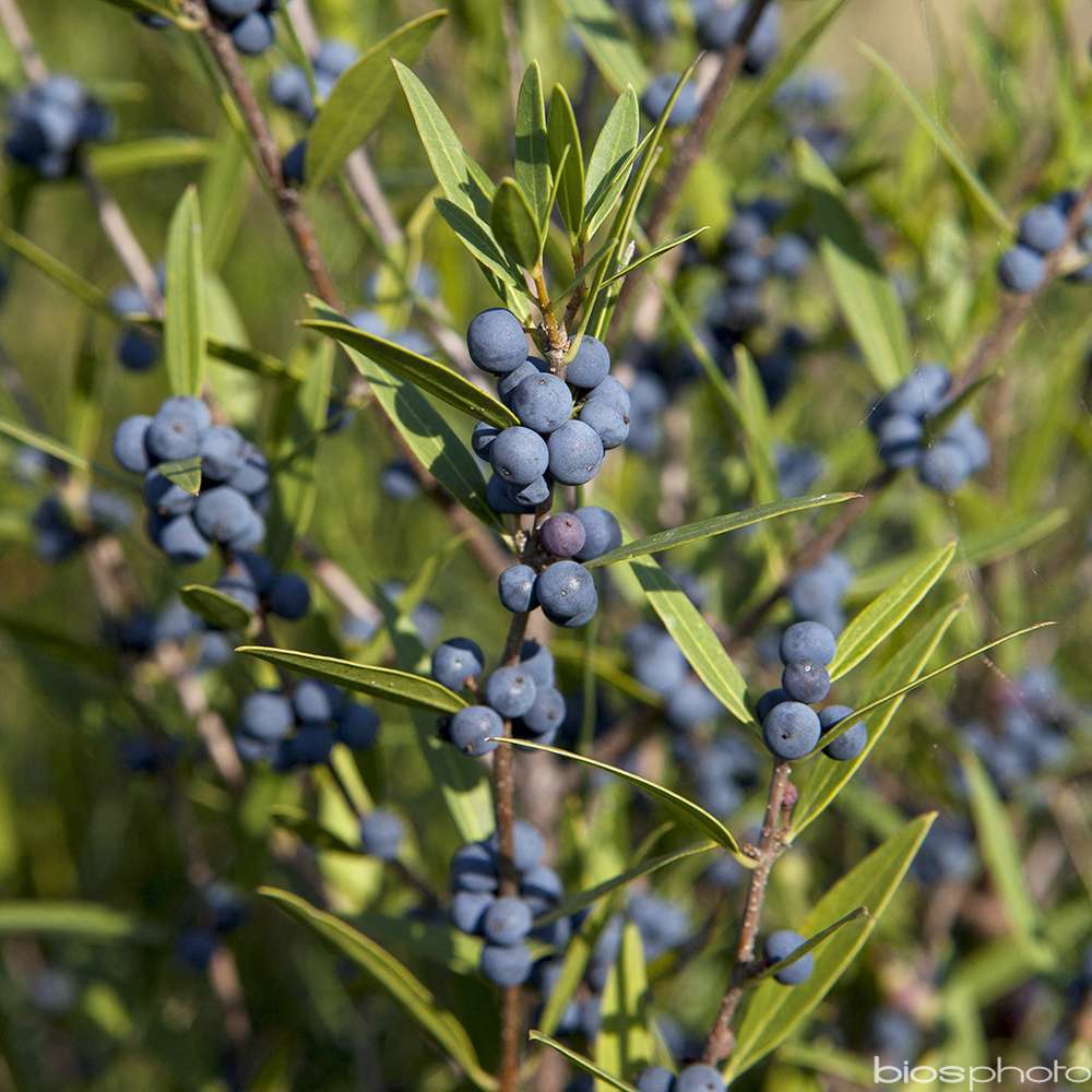 PHILLYREA ANG.C 7.5L-(715769)